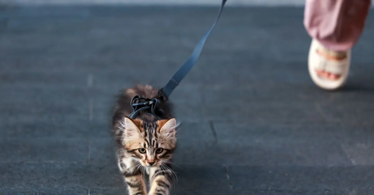 Effective Cat Training Techniques for a Well-Behaved Pet