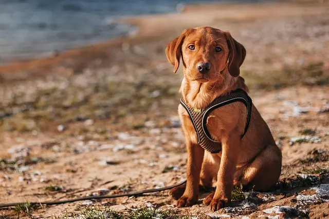 Best Dog Harness for Large Dogs: Complete Buying Guide