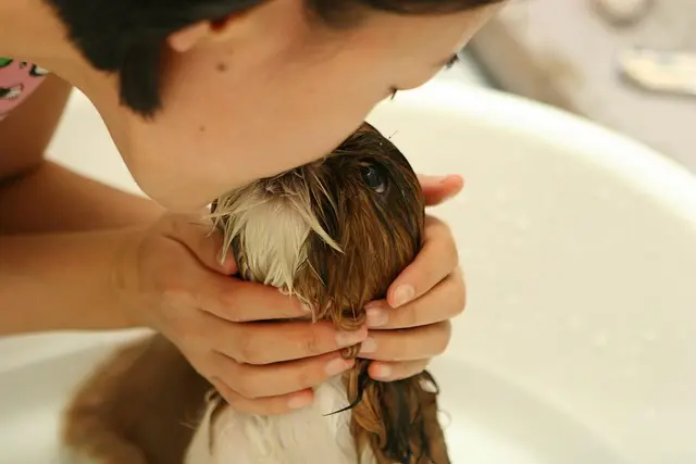Ultimate Guide to the Best Pet Grooming Kits