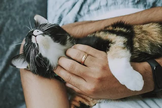 Complete Guide to Senior Cat Care