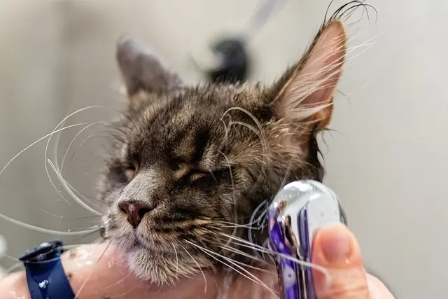 Essential Kitten Care Guide: Expert Tips & Recommendations