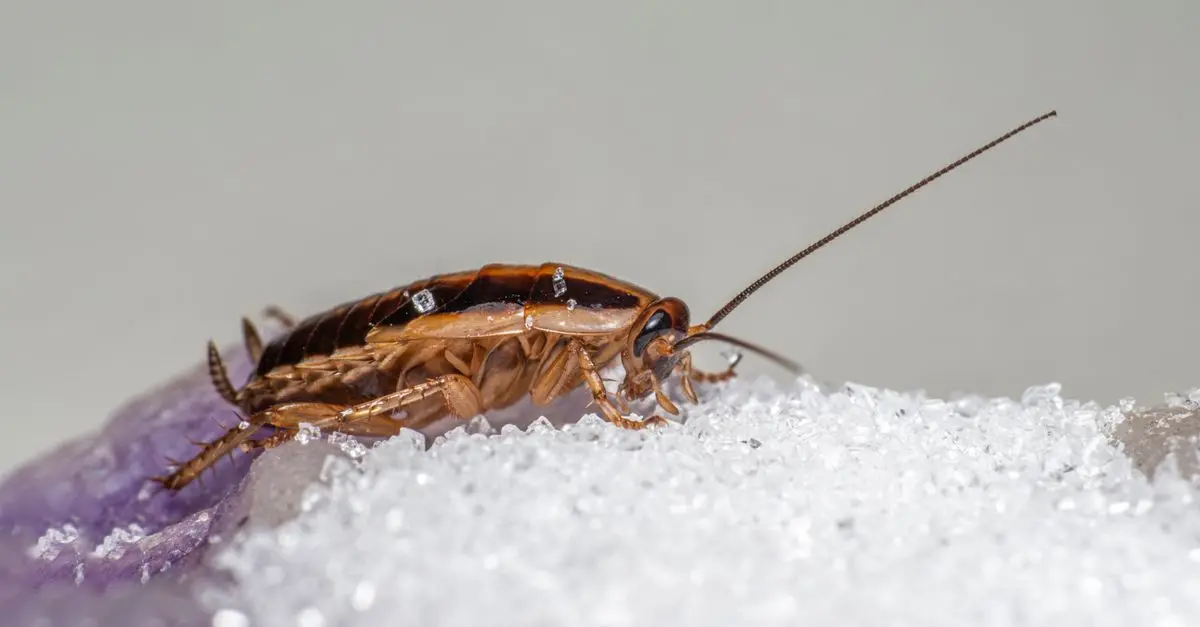 Essential Pest Control Tips: Avoid Common Mistakes