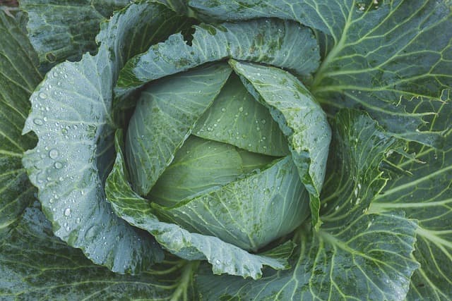The Ultimate Guide to Vegetable Garden Projects